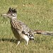 roadrunner with dragonfly