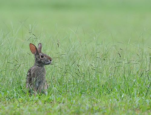 park wild rabbit state bend eastern brazos cottontail easterncottontail