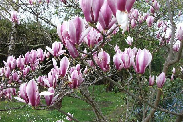 Tulip Magnolias