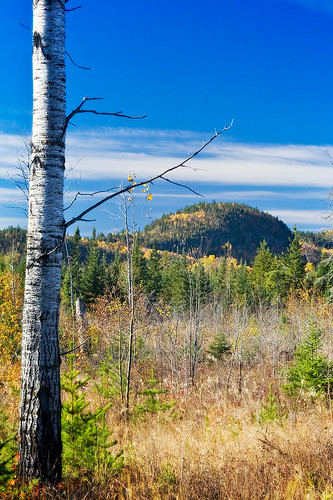 autumn fall minnesota landscape foliage boreal