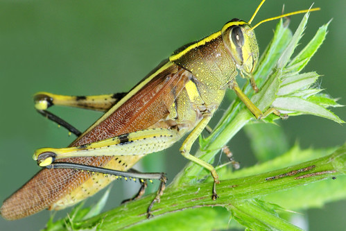 park creek kansas grasshopper wichita chisholm chisholmcreekpark