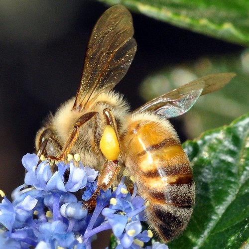 macro honey pollen 1001nights honeybee topshots anawesomeshot colorphotoaward photosandcalendar macrolife natureselegantshots thebestofmimamorsgroups theoriginalgoldseal ringexcellence