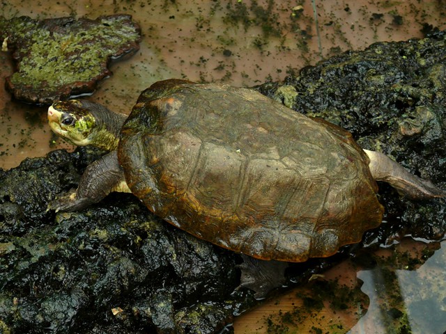 Notochelys platynota - Malaiische Plattrücken-Schildkröte … | Flickr ...