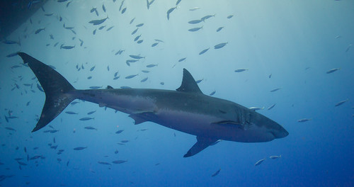 Guadalupe White Shark Trip