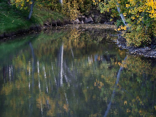 reflection tree nature water pond colorado ripple trunk aspen 2010