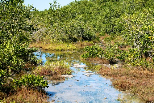 reflection green water keys stream florida outdoor gators edge wetlands preserve bluehole refuge bigpinekey keydeer ilobsterit
