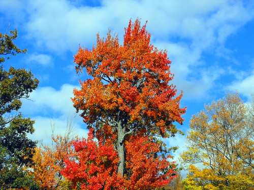 autumn sky color tree fall nature colors leaves clouds landscape scenic bluesky 25thst peachave