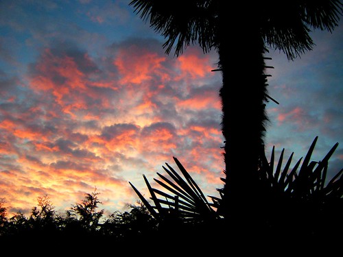 sunset garden atardecer spain jardin palm galicia card postal puestadesol gondomar palmera peitieiros teresalaloba