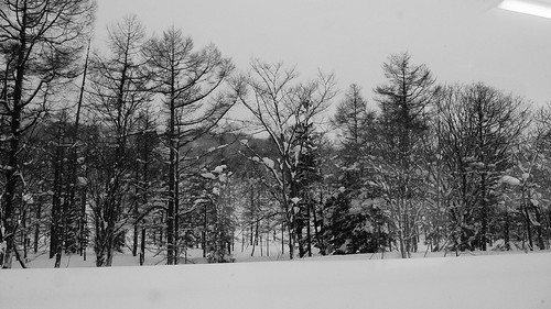 trees snow tree japan hokkaido things