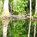 Alligator Canal   DSCN3345