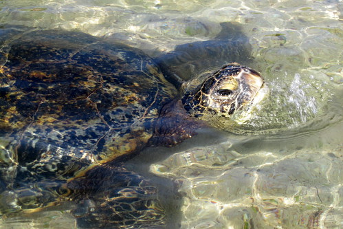 夏威夷的綠蠵龜。夏威夷擁有許多世界稀有的動植物，是公認的「生物多樣性熱點」。（圖：Wally Gobetz）