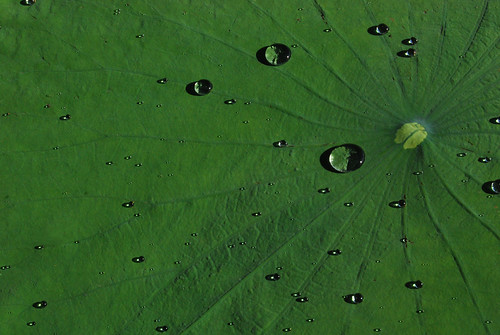 nature raindrops lilypad caddolake waterbeads