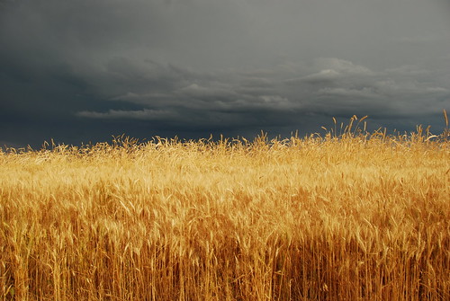 sky storm field dark colorado day skies cloudy wheat stormy delicious co essence erie agriculture