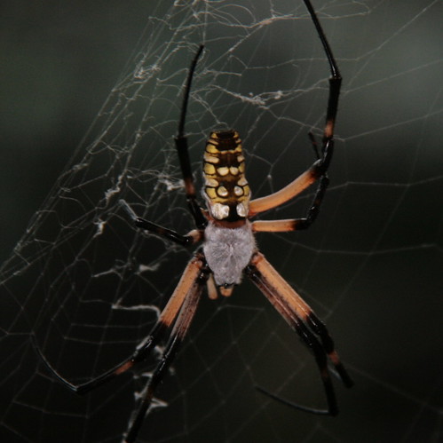 spider texas arachnid bridgeport gardenspider txtrip10