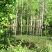 Alligator Canal  DSCN3392