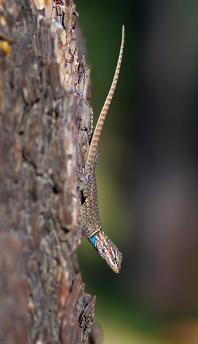 arizona tree animals wildlife ornate lizards reptiles