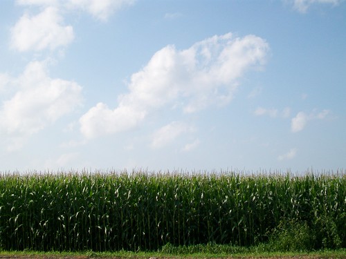 cornfield scenery