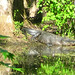 Alligator Canal DSCN3455