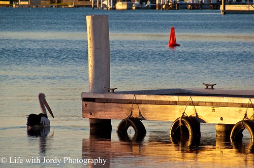 toronto water sunshine birds sunrise boats pier creative australia pelican wharf newsouthwales moment jordy lakemacquarie panasonicdmcfz30 creativemoment petejordan lifewithjordy elementsorganizer