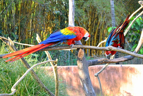 red bird fauna parrot aves vermelha pássaros arara olétusfotos