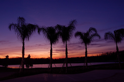 trees orange lake sunrise d50 palms purple florida