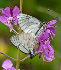 Black-veined White Butterflies (Aporia crataegi) mating