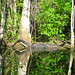Alligator Canal   DSCN3321