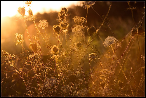 backlight golden weeds arkansas backlit queenanneslace alpena evenining canonef28135is canon40d meadon