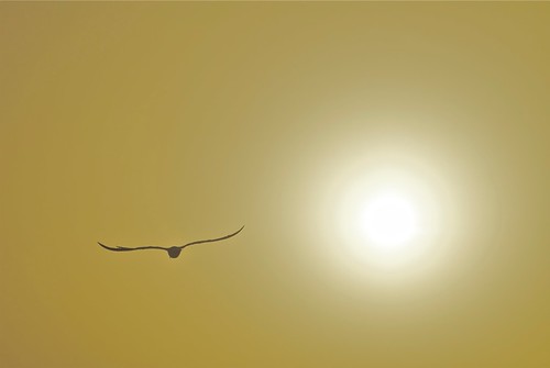 bird nature silhouette sunrise nikon florida sanibelisland 2010 d5000 nikond5000