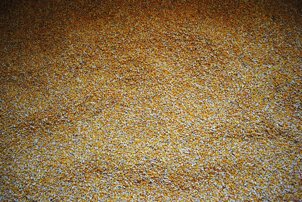How many kernels? Seven bushels at 80,000 kernels each would be about half a million.