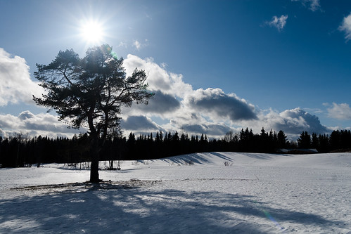 sun snow tree clouds husky sweden huskies lensflare sledding dogsledding