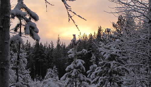 winter sunset forest vinter skog 1001nights soluppgång platinumphoto platiniumphoto bodträskfors