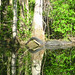 Alligator Canal   DSCN3324