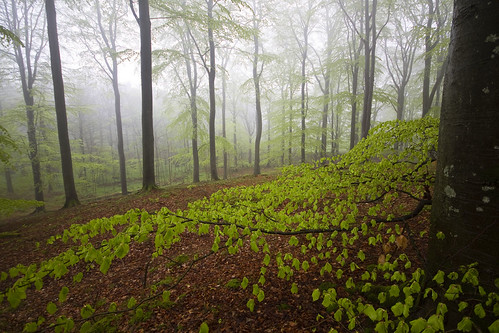 wood mist green leaves forest skåne spring sweden sverige beech kullen kullaberg sigma1020mmf456exdchsm canoneos7d