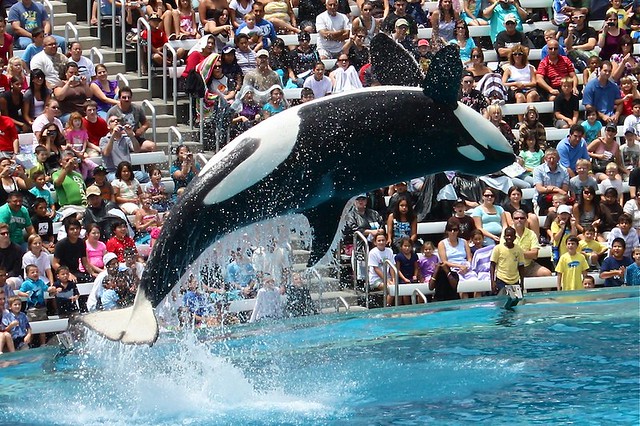 Killer whale show at SeaWorld, San Diego