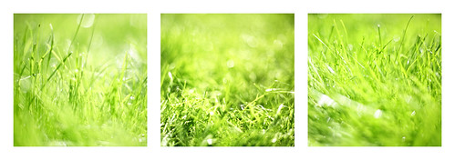 detail green nature grass garden three high key soft triptych dof bokeh shallow makro fotocompetition fotocompetitionbronze