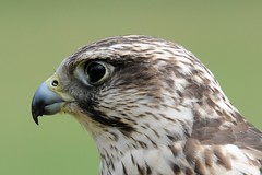 falco cherrug