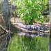 Alligator Canal DSCN3817