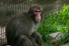 Devious Macaque