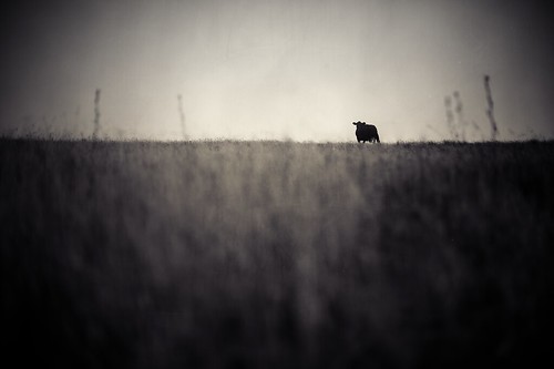 light sky black blur texture nature field grass animal fog standing landscape cow solitude body horizon dramatic stare