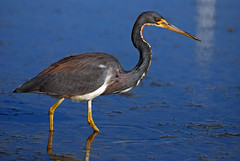 Tricolored Heron looking for a fish
