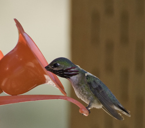 male hummingbird feeder calliope