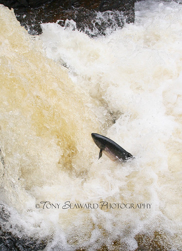 fish water river salmon migration placentia dunville newfoundlandandlabrador northeastriver