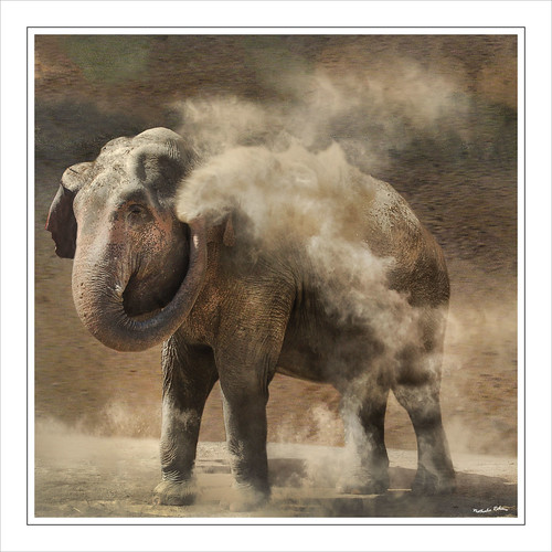 elephant animal d50 nikon circus bretagne morbihan éléphant cirquepinder pinder auray virusphoto nathalieribière nathalie56