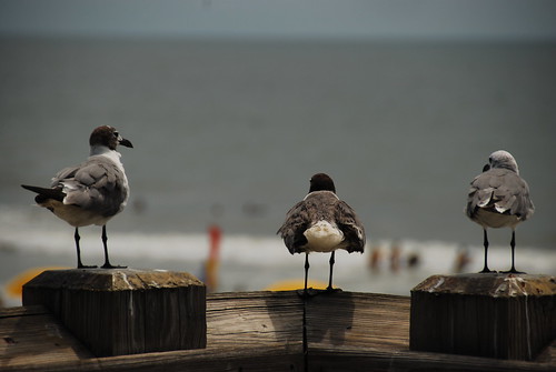 usa 3 beach sc birds three pier seagull gull gulls south tail feathers southcarolina perch carolina perched behind folly tailfeathers perching