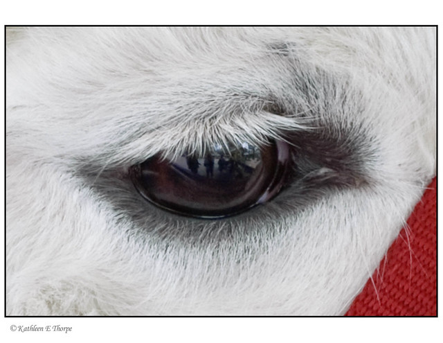 Llama eye with reflection | Flickr - Photo Sharing!
