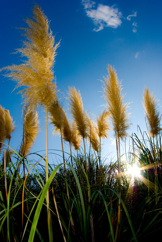 sunset grass louisiana bluesky lensflare pampasgrass shreveport
