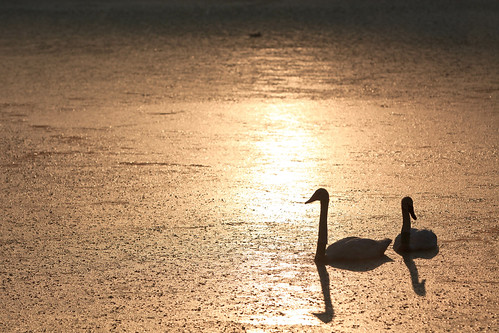 water sunrise swan pond boxleyvalley