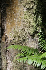 tree trunk with moss, lichen, and fern 