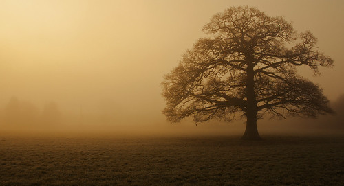 trees fog sunrise oakoaktree